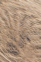 SPC ламинат My Step Эрн MSA48 — фото 4, SPC ламинат