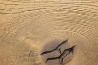 Инженерная доска Oak Factory Дуб Arezzo — фото 4, Инженерная доска