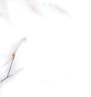 Керамогранит Pardis Ceramic Pazh Barcelon Polished арт-186295 — фото 1, Керамогранит