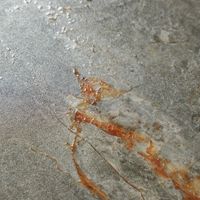 Керамогранит Primavera Ariz Crema Matt Granula арт-MG206 — фото 11, Керамогранит