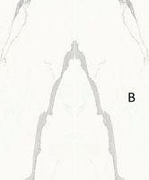 Керамогранит Stone Calacatta арт-SAR.UM.STUTB.LC — фото 1, Керамогранит