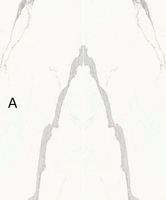 Керамогранит Stone Calacatta арт-SAR.UM.STUTA.LC — фото 1, Керамогранит