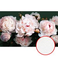 Фреска Ortograf Цветы 6661 Фактура бархат FX Флизелин (3,75*2,3) Розовый/Зеленый, Цветы арт-6661 (бархат FX) — фото 1, Фрески