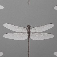 Обои Andrea Rossi Cavolli Винил на флизелине (1,06*10,05) Серый, Насекомые арт-54426-7 — фото 1, Обои для стен