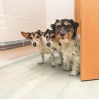 Ламинат BinylPro Fresh Wood Svalbard Oak 1285х192х8 мм арт-BN1514 — фото 2, Ламинат