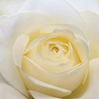 Фреска Ortograf Цветы 10004 Фактура флок FLK Флизелин (2,4*2,4) Белый, Цветы арт-10004 (флок FLK) — фото 2, Фрески