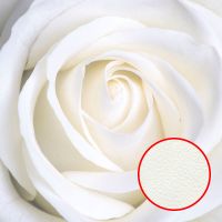 Фреска Ortograf Цветы 3043 Фактура флок FLK Флизелин (2*2) Белый, Цветы арт-3043 (флок FLK) — фото 1, Фрески