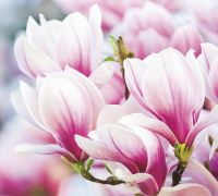 Товар: Фреска Ortograf Цветы 30086 Фактура бархат FX Флизелин (3*2,7) Розовый, Цветы арт-30086 (бархат FX) - фото 2 Фреска Ortograf Цветы 30086 Фактура бархат FX Флизелин (3*2,7) Розовый, Цветы арт-30086 (бархат FX) — фото 2, Фрески