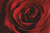 Фреска Ortograf Цветы 3042 Фактура бархат FX Флизелин (4*2,7) Красный, Цветы арт-3042 (бархат FX) — фото 2, Фрески