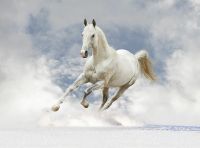 Фреска Ortograf Животные 3090 Фактура бархат FX Флизелин (2,7*2) Белый/Голубой, Животные арт-3090 (бархат FX) — фото 2, Фрески