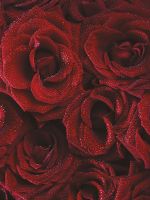 Товар: Фреска Ortograf Цветы 10542 Фактура бархат FX Флизелин (1,8*2,4) Красный, Цветы арт-10542 (бархат FX) - фото 2 Фреска Ortograf Цветы 10542 Фактура бархат FX Флизелин (1,8*2,4) Красный, Цветы арт-10542 (бархат FX) — фото 2, Фрески