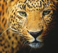 Товар: Фреска Ortograf Животные 5534 Фактура флок FLK Флизелин (3*2,7) Оранжевый, Животные арт-5534 (флок FLK) - фото 2 Фреска Ortograf Животные 5534 Фактура флок FLK Флизелин (3*2,7) Оранжевый, Животные арт-5534 (флок FLK) — фото 2, Фрески