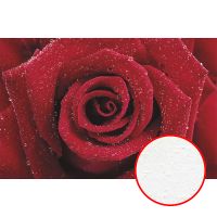 Фреска Ortograf Цветы 5399 Фактура бархат FX Флизелин (2*1,3) Красный, Цветы арт-5399 (бархат FX) — фото 1, Фрески