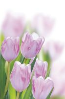 Фреска Ortograf Цветы 30088 Фактура бархат FX Флизелин (1,8*2,7) Розовый/Зеленый, Цветы арт-30088 (бархат FX) — фото 2, Фрески