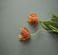 Обои LOYMINA British Style Garden Винил на флизелине (1*10,05) Белый/Бежевый, Однотонные арт-BRIT13 001 — фото 2, Обои для стен