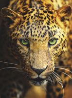 Фреска Ortograf Животные 4180 Фактура бархат FX Флизелин (2*2,7) Оранжевый/Черный, Животные арт-4180 (бархат FX) — фото 2, Фрески