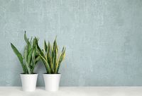 Товар: Обои Grandeco Secret Винил на флизелине (1,06*10,05) Белый, Штукатурка арт-R154001 - фото 4 Обои Grandeco Secret Винил на флизелине (1,06*10,05) Белый, Штукатурка арт-R154001 — фото 4, Обои для стен