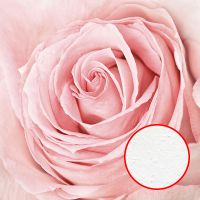 Фреска Ortograf Цветы 3154 Фактура бархат FX Флизелин (2*2) Розовый, Цветы арт-3154 (бархат FX) — фото 1, Фрески