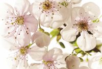 Фреска Ortograf Цветы 3440 Фактура флок FLK Флизелин (4*2,7) Белый/Розовый/Зеленый, Цветы арт-3440 (флок FLK) — фото 2, Фрески