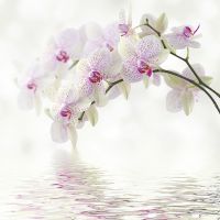 Фреска Ortograf Цветы 3040 Фактура бархат FX Флизелин (2,7*2,7) Белый/Розовый, Цветы арт-3040 (бархат FX) — фото 2, Фрески