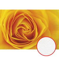 Фреска Ortograf Цветы 3159 Фактура бархат FX Флизелин (4*2,7) Желтый/Оранжевый, Цветы арт-3159 (бархат FX) — фото 1, Фрески