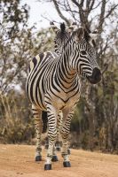 Фреска Ortograf Животные 30028 Фактура бархат FX Флизелин (1,8*2,7) Разноцветный, Животные арт-30028 (бархат FX) — фото 2, Фрески