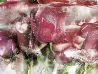 Фреска Ortograf Flower Dreams 31664 Фактура бархат FX Флизелин (3,6*2,7) Розовый/Зеленый, Цветы арт-31664 (бархат FX) — фото 2, Фрески