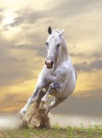 Фреска Ortograf Животные 3091 Фактура бархат FX Флизелин (2*2,7) Белый/Бежевый, Животные арт-3091 (бархат FX) — фото 2, Фрески