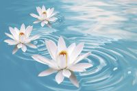 Фреска Ortograf Цветы 3745 Фактура бархат FX Флизелин (3*2) Голубой/Белый, Цветы арт-3745 (бархат FX) — фото 2, Фрески