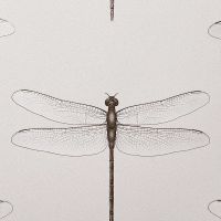 Обои Andrea Rossi Cavolli Винил на флизелине (1,06*10,05) Белый/Бежевый, Насекомые арт-54426-2 — фото 1, Обои для стен