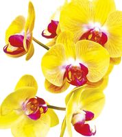 Фреска Ortograf Цветы 10558 Фактура бархат FX Флизелин (2,4*2,7) Желтый/Красный, Цветы арт-10558 (бархат FX) — фото 2, Фрески