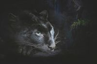 Фреска Ortograf Животные 4182 Фактура бархат FX Флизелин (3*2) Черный, Животные арт-4182 (бархат FX) — фото 2, Фрески