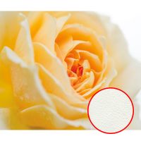 Фреска Ortograf Цветы 5547 Фактура флок FLK Флизелин (3,2*2,7) Желтый, Цветы арт-5547 (флок FLK) — фото 1, Фрески