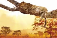 Товар: Фреска Ortograf Животные 5136 Фактура флок FLK Флизелин (4*2,7) Оранжевый, Животные арт-5136 (флок FLK) - фото 2 Фреска Ortograf Животные 5136 Фактура флок FLK Флизелин (4*2,7) Оранжевый, Животные арт-5136 (флок FLK) — фото 2, Фрески