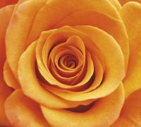 Фреска Ortograf Цветы 3155 Фактура бархат FX Флизелин (3*2,7) Оранжевый, Цветы арт-3155 (бархат FX) — фото 2, Фрески