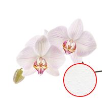 Фреска Ortograf Цветы 3618 Фактура бархат FX Флизелин (3*2) Белый/Розовый, Цветы арт-3618 (бархат FX) — фото 1, Фрески