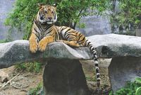 Фреска Ortograf Животные 3085 Фактура флок FLK Флизелин (2,7*1,8) Разноцветный, Животные/Пейзаж арт-3085 (флок FLK) — фото 2, Фрески