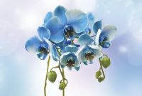 Фреска Ortograf Цветы 3621 Фактура флок FLK Флизелин (4*2,7) Голубой, Цветы арт-3621 (флок FLK) — фото 2, Фрески