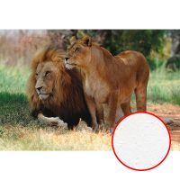 Фреска Ortograf Животные 30043 Фактура бархат FX Флизелин (4*2,7) Оранжевый/Зеленый, Животные арт-30043 (бархат FX) — фото 1, Фрески