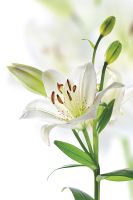 Фреска Ortograf Цветы 3612 Фактура флок FLK Флизелин (1,8*2,7) Белый/Зеленый, Цветы арт-3612 (флок FLK) — фото 2, Фрески