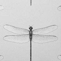 Обои Andrea Rossi Cavolli Винил на флизелине (1,06*10,05) Белый, Насекомые арт-54426-1 — фото 1, Обои для стен