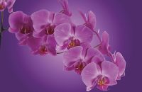 Фреска Ortograf Цветы 5402 Фактура флок FLK Флизелин (2*1,3) Розовый/Сиреневый, Цветы арт-5402 (флок FLK) — фото 2, Фрески