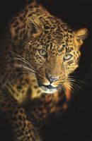 Фреска Ortograf Животные 4131 Фактура флок FLK Флизелин (1,3*2) Оранжевый/Черный, Животные арт-4131 (флок FLK) — фото 2, Фрески