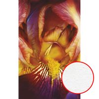 Фреска Ortograf Цветы 10497 Фактура бархат FX Флизелин (1,5*2,4) Желтый/Красный, Цветы арт-10497 (бархат FX) — фото 1, Фрески