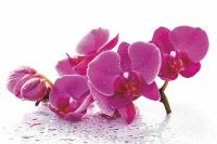 Фреска Ortograf Цветы 5442 Фактура флок FLK Флизелин (3*2) Белый/Розовый, Цветы арт-5442 (флок FLK) — фото 2, Фрески