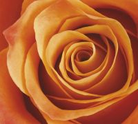 Фреска Ortograf Цветы 3160 Фактура бархат FX Флизелин (3*2,7) Оранжевый, Цветы арт-3160 (бархат FX) — фото 2, Фрески