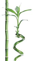 Фреска Ortograf Цветы 30032 Фактура бархат FX Флизелин (1,8*2,7) Белый/Зеленый, Цветы/Листья арт-30032 (бархат FX) — фото 2, Фрески