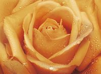 Товар: Фреска Ortograf Цветы 30415 Фактура флок FLK Флизелин (3,7*2,7) Оранжевый, Цветы арт-30415 (флок FLK) - фото 2 Фреска Ortograf Цветы 30415 Фактура флок FLK Флизелин (3,7*2,7) Оранжевый, Цветы арт-30415 (флок FLK) — фото 2, Фрески