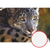 Фреска Ortograf Животные 3412 Фактура бархат FX Флизелин (2,9*2) Разноцветный, Животные арт-3412 (бархат FX) — фото 1, Фрески