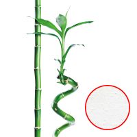 Фреска Ortograf Цветы 30032 Фактура бархат FX Флизелин (1,8*2,7) Белый/Зеленый, Цветы/Листья арт-30032 (бархат FX) — фото 1, Фрески